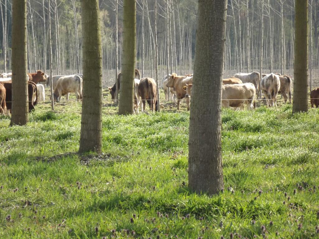 فيلا فالينزافي Agriturismo Cascina Nuova المظهر الخارجي الصورة